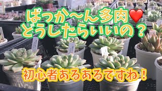 【倉敷多肉工房】ぱっか〜んって…どうしよう🤔 な人は必見です❤️