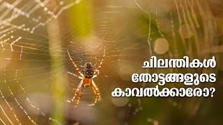 ചിലന്തികൾ തോട്ടങ്ങളുടെ കാവൽക്കാരോ?  Spiders:  Silent Guardians of Your Garden ?