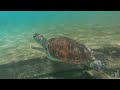 curacao l 8k uhd wild sea turtles and other marine life of playa piskado playa grandi