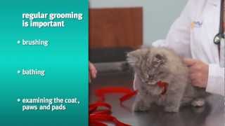 Banfield Pet Hospital - Preventive Care for Kittens