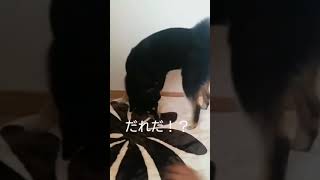 ほりほりタイムにライバル出現！？柴犬 shibainu