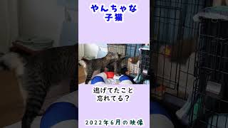 やんちゃな子猫の最強伝説の始まり #リキちゃんねる　#猫動画  #猫のいる暮らし #shorts  #ゴマちゃん