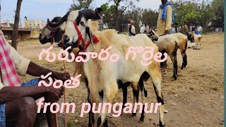 punganur గొర్రెల సంత #viral #trending #mm