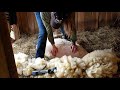 watch sheep shearing at coverdale farm preserve