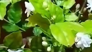 জানুয়ারি মাসের বেল ফুল গাছের পরিচর্যা | #Jasminflower #minigarden