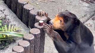 キョウコさんの食べ物探し🍠🍊🐻　マレーグマ　6月16日 上野動物園