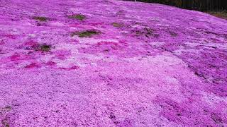 芝ざくら滝上公園