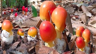 โพดโพเห็ดระโงกสีส้มอยู่บนภูสูงออกทีเป็นหมู่เป็นหมู่(คลิปเก่านะครับ)