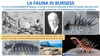 LA FAUNA DI BURGESS