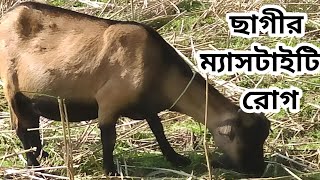 goats for mastitis diseaess ছাগীর ম‍্যাসটাইটিস রোগের লক্ষণ কারণ vet medicine প্রতিরোধের 🐐🐏