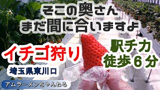 【果物狩り】 イチゴ狩り 季節外れと思いきや！驚愕！ 駅近のいちご園 お手軽です