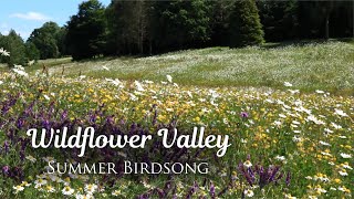 Relaxing Wildflower Meadow | Summer Ambience with Birdsong, Nature Sounds, Flower Field (1 Hour)