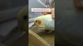 うちのオカメインコ、お正月にまさかの大ピンチ！？【閲覧注意】#オカメインコ #インコ #shorts