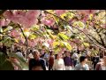 造幣局桜の通り抜け2013‐（昼編 ）