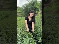 我的乡村生活 茶园风光 采茶姑娘 夏天的第一批乌龙茶 茶道 泡茶 茶文化