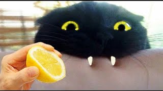 funny cat - funniest cats 😹- best of the 2022 funny cat videos 😂 part 4.