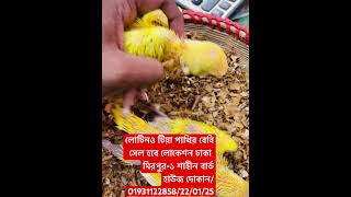 লোটিনও টিয়া পাখির বেবি সেল হবে লোকেশন ঢাকা মিরপুর-১ শাহীন বার্ড হাউজ দোকান/01931122858/22/01/25