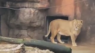 【天王寺動物園】【ライオン】バックヤードに向かって吠えるルナ！