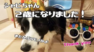 ボーダーコリーのシャビ2歳の誕生日～軽井沢で犬と暮らす～