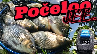 Vrhunsko feeder pecanje na Tamisu, babuska, deverika, krupatica rade kao lude🎣🎣