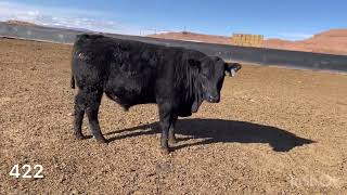 422 - 2025 Basin Bull Sale