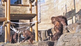 追っかけバレンちゃん(バレンタイン\u0026リキ)・オランウータン