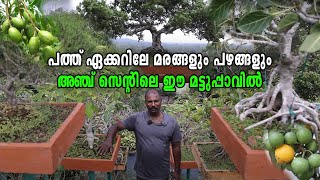 കൗതുകമായി ജെയിംസിന്റെ ബോൺസായ്  ഗാർഡൻ |  Variety Bonsai Garden Kerala