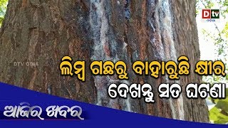 AJIRA KHABARA 5 12 2019 |ଲିମ୍ବ ଗଛରୁ ବାହାରୁଛି କ୍ଷୀର, ଦେଖନ୍ତୁ ସତ୍ୟ ଘଟଣା|Odia news live updates#dtvodia