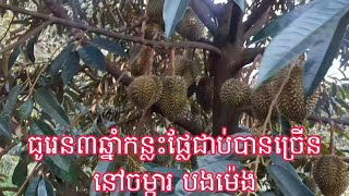 វគ្គយកផ្លែធូរេនអាយុ3ឆ្នាំកន្លះ ដើមមានសុខភាពល្អ 3-and-a-half-year-old durian fruit course is healthy