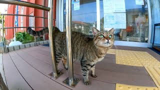 猫島の市民センターは猫が警備員