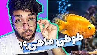 معرفی کامل ماهی پرت 🐠 | Red Blood Parrot Fish introduction!!