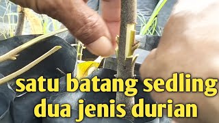 okulasi durian, 1 sedling,2 jenis durian unggul