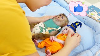 Baby monkeys Poki and Pupu obediently listen to their Mom