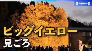 グラデーション圧巻…ビッグイエロー見ごろ　青森の大イチョウ