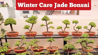 Jade plant care / Tips to care jade plant