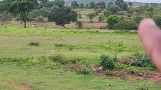 10 acre 20 gunta gundelpet tar road attached per acre 16 Mob:9060111107