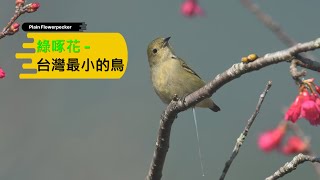 Plain Flowerpecker, the smallest bird in Taiwan