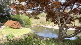 A Walk Through Duke Gardens in Spring | Nature Sounds for Sleep and Study