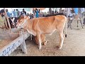 Malumor Mandi Jhang | Heifers Rates Update | Cow Babies Price | Pk Janwar