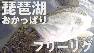 琵琶湖 おかっぱり フリーリグ  で！ デプス バルビュータ バス釣り