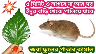 ৫ মিনিট ও লাগবে না আর সব ইঁদুর বাড়ি থেকে পালিয়ে যাবে //kitchen tipes \u0026hakes