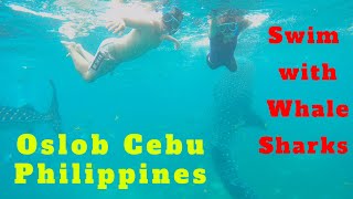 Swimming with Whale Sharks in Oslob Cebu: Butanding Watching \u0026 Snorkeling