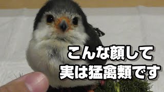 ピグミーファルコンとの日常