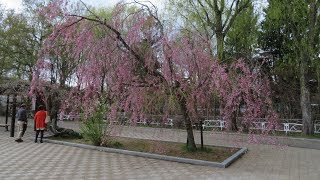 ビデオで見る札幌ウォーキングコース　月寒公園　2018/5/5