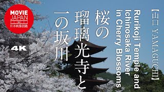 山口　桜の瑠璃光寺と一の坂川  4K  Rurikoji Temple and Ichinosaka River in Cherry Blossoms