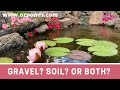 How to plant pond plants