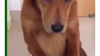 叱られて反省する犬の表情が、、⁉︎笑