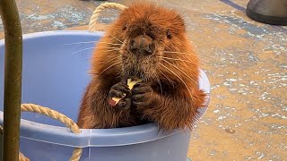 【鳥羽水族館】アメリカビーバーのシーポン君のバレンタイン2023～お芋祭り～/american beaver