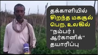 | தக்காளியில் சிறந்த மகசூல் பெற, உலகில் \