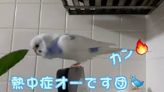 小さな救命士ぴっちゃんです🐦お喋りで鬼を撃退しています👹遠くの消防署へ行きたいぴっちゃんです🚑#セキセイインコ #ぴっちゃん